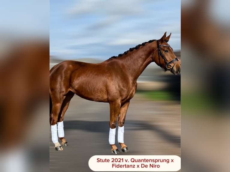 Oldenburg Mare 4 years 16,3 hh Chestnut in Werder