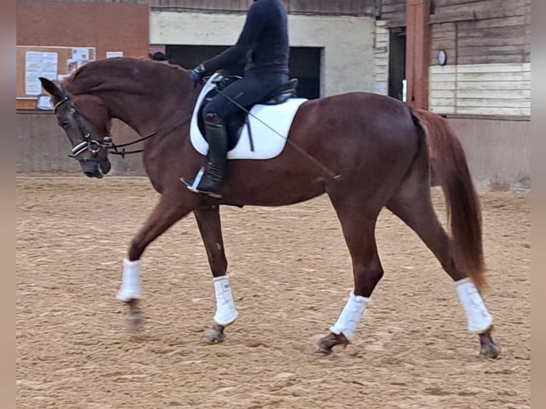 Oldenburg Mare 4 years 16,3 hh Chestnut-Red in Wülfrath