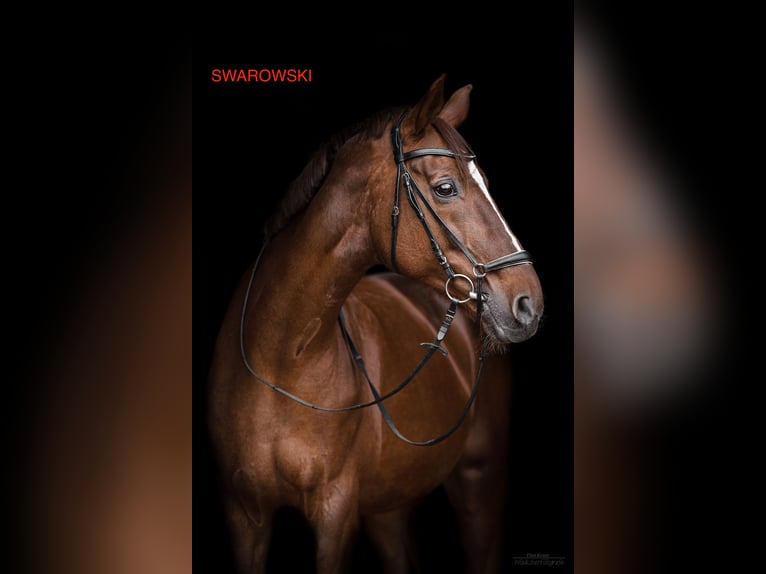 Oldenburg Mare 4 years 16,3 hh Chestnut-Red in Wülfrath