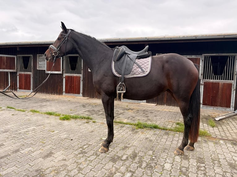 Oldenburg Mare 4 years 16.3 hh Smoky-Black in Strausberg