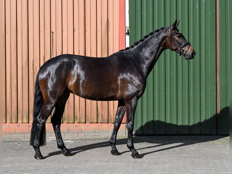 Oldenburg Mare 4 years 16 hh Bay-Dark in Recke