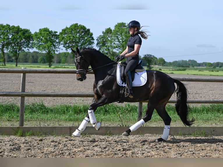 Oldenburg Mare 4 years 16 hh Bay-Dark in Recke
