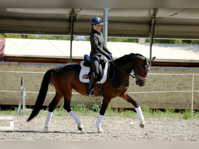 Oldenburg Mare 4 years 16 hh Bay-Dark in Budaörs