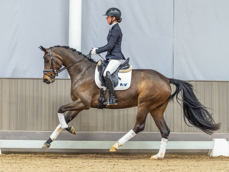 Oldenburg Mare 4 years 16 hh Bay-Dark in Münster-Handorf