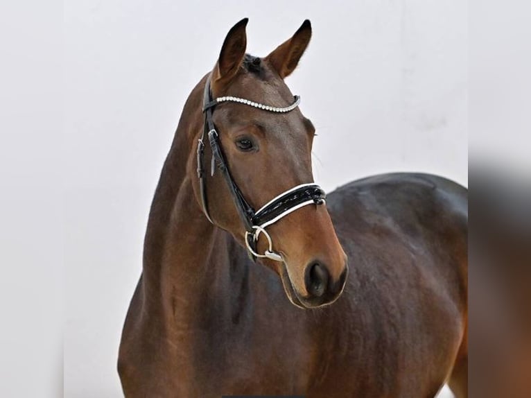 Oldenburg Mare 4 years 16 hh Bay-Dark in Vechta
