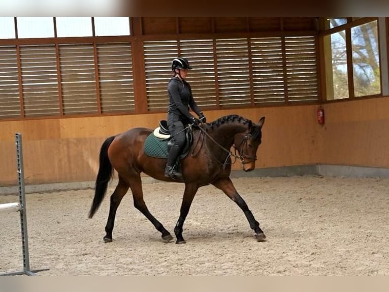 Oldenburg Mare 4 years 16 hh Bay-Dark in Prague