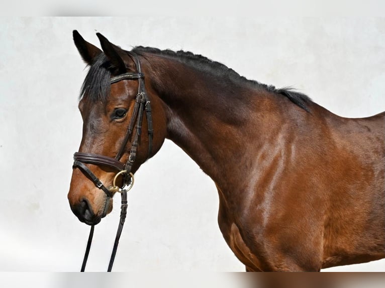 Oldenburg Mare 4 years 16 hh Bay-Dark in Prague