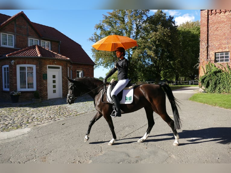Oldenburg Mare 4 years 16 hh Black in Ganschow