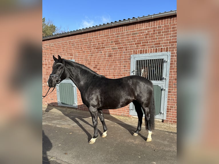 Oldenburg Mare 4 years 16 hh Black in Hude