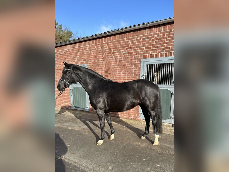 Oldenburg Mare 4 years 16 hh Black in Hude