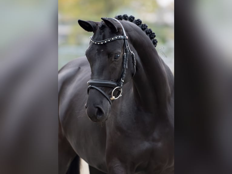 Oldenburg Mare 4 years 16 hh Black in Limbricht