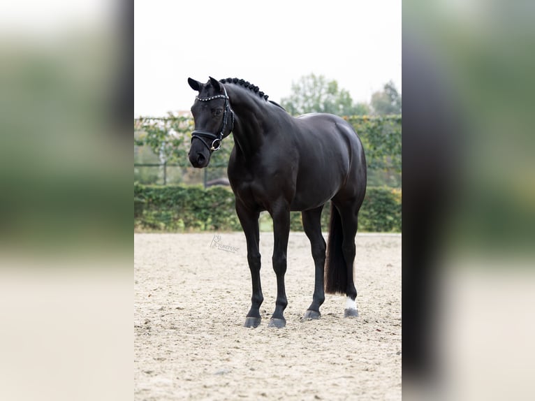 Oldenburg Mare 4 years 16 hh Black in Limbricht