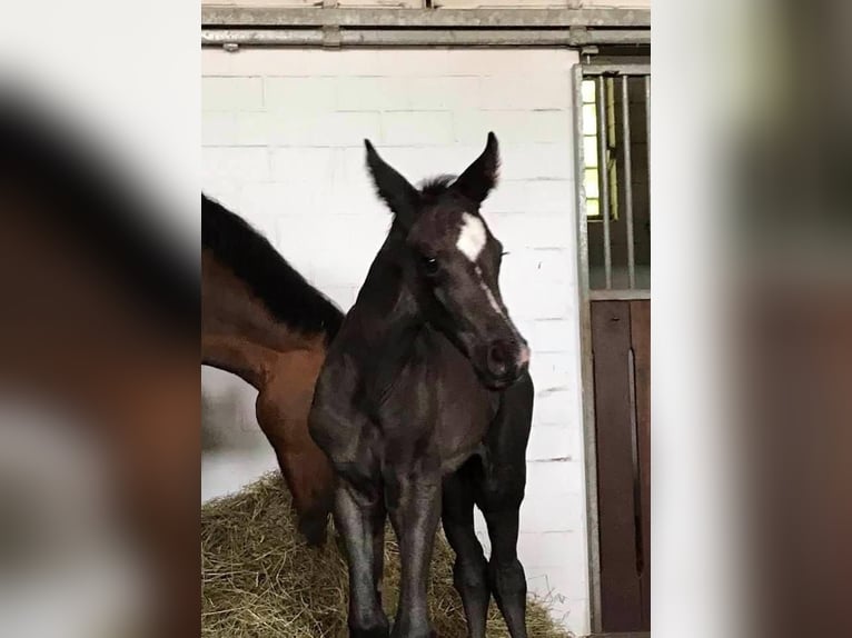 Oldenburg Mare 4 years 16 hh Black in Homberg (Ohm)