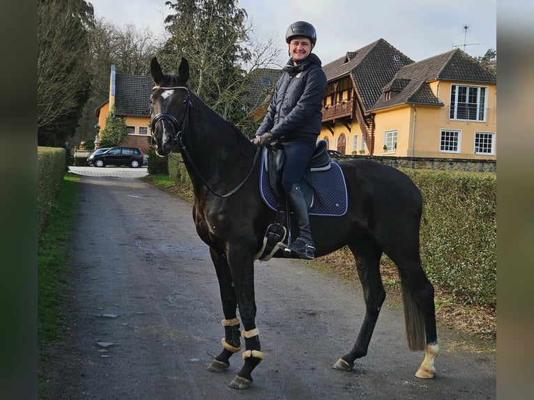 Oldenburg Mare 4 years 16 hh Black in Homberg (Ohm)