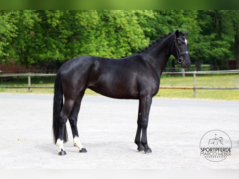 Oldenburg Mare 4 years 16 hh Black in Westerstede