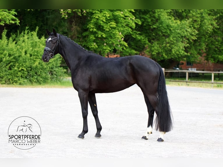 Oldenburg Mare 4 years 16 hh Black in Westerstede