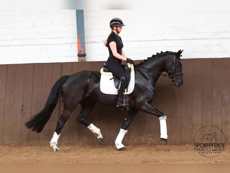 Oldenburg Mare 4 years 16 hh Black in Westerstede