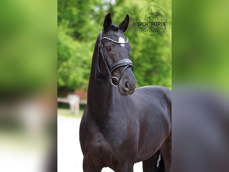 Oldenburg Mare 4 years 16 hh Black in Westerstede