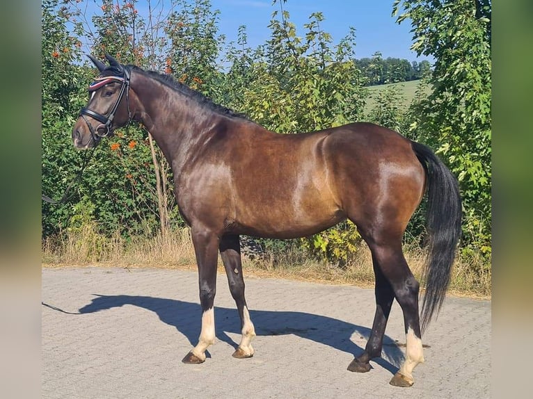 Oldenburg Mare 4 years 16 hh Brown in Sankt Wolfgang