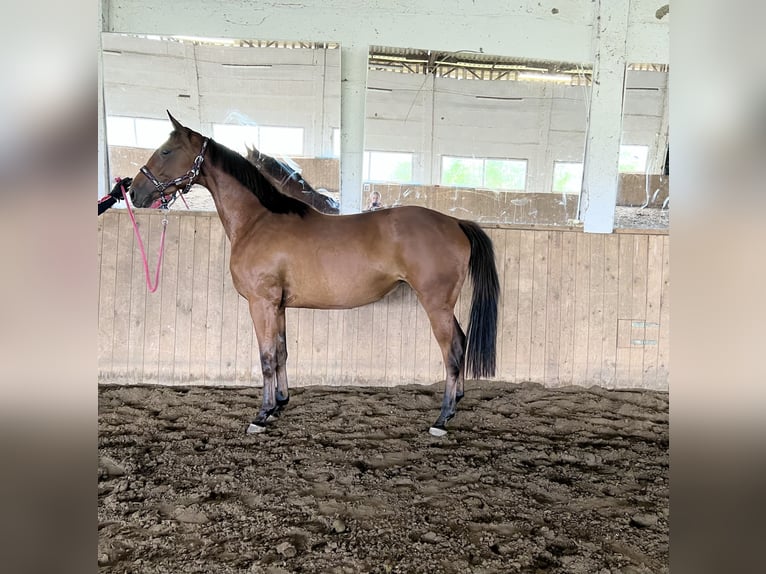 Oldenburg Mare 4 years 16 hh Brown in Brandenburg an der Havel