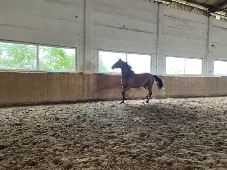 Oldenburg Mare 4 years 16 hh Brown in Brandenburg an der Havel