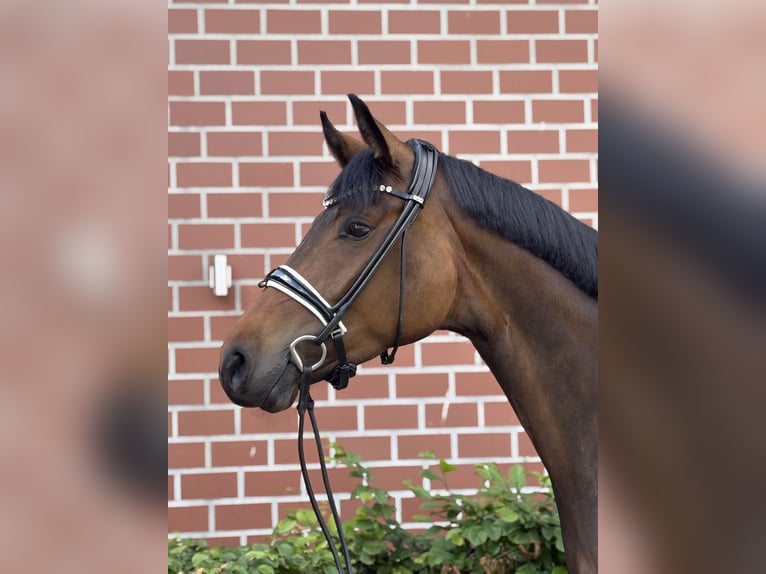 Oldenburg Mare 4 years 16 hh Brown in Barver