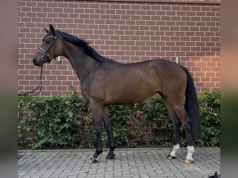 Oldenburg Mare 4 years 16 hh Brown in Barver