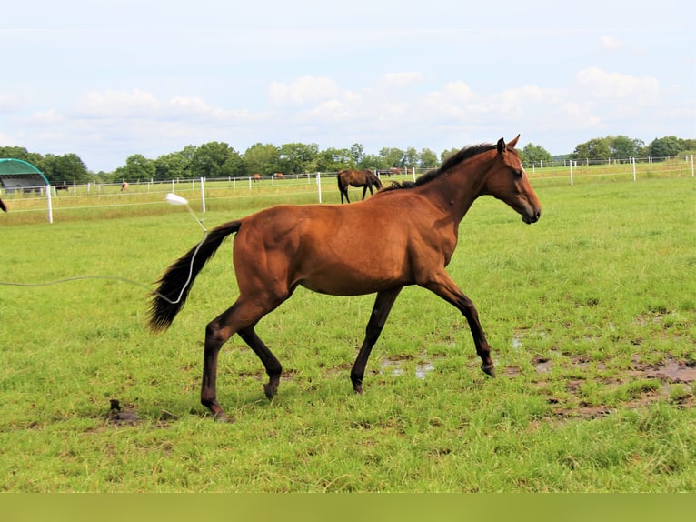 Oldenburg Mare 4 years 16 hh Brown in Hankensbüttel