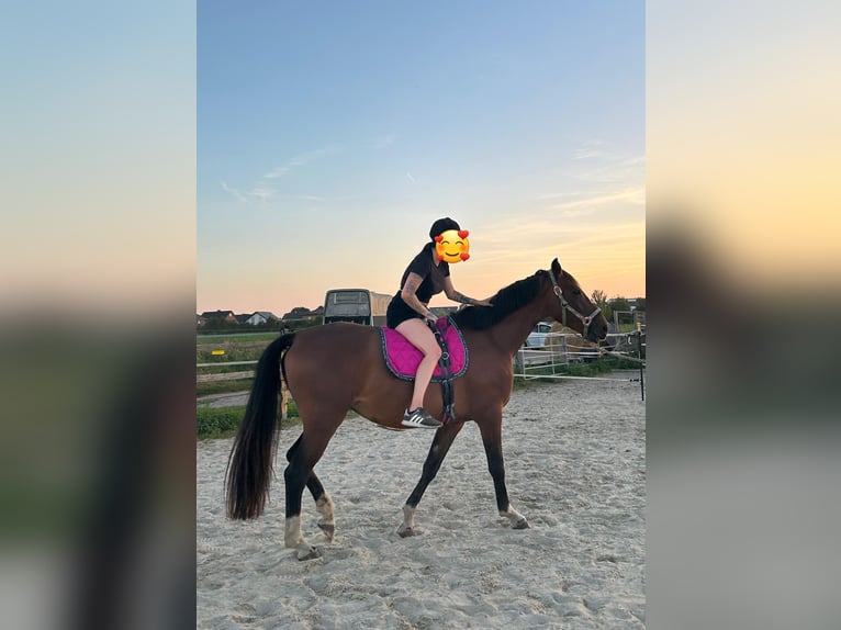Oldenburg Mare 4 years 16 hh Brown in Isenb&#xFC;ttel