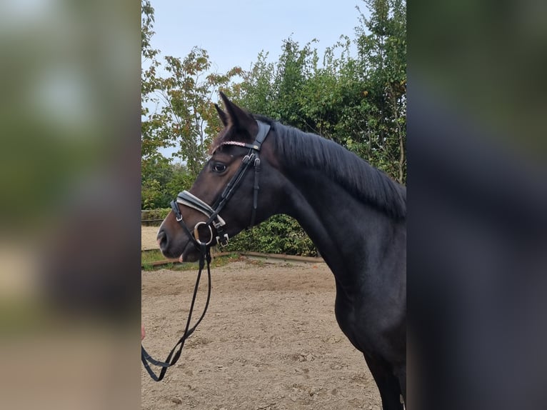 Oldenburg Mare 4 years 16 hh Brown in Stuhr