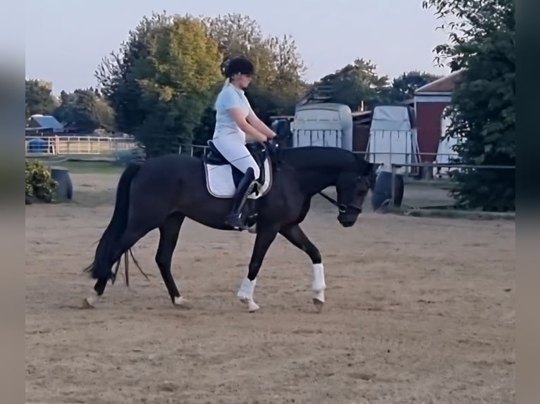 Oldenburg Mare 4 years 16 hh Brown in Stuhr