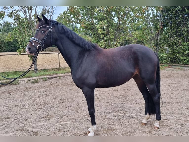 Oldenburg Mare 4 years 16 hh Brown in Stuhr