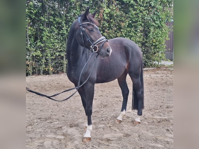 Oldenburg Mare 4 years 16 hh Brown in Stuhr