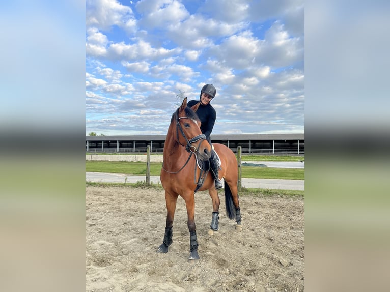 Oldenburg Mare 4 years 16 hh Brown in Bekm&#xFC;ndeItzehoe