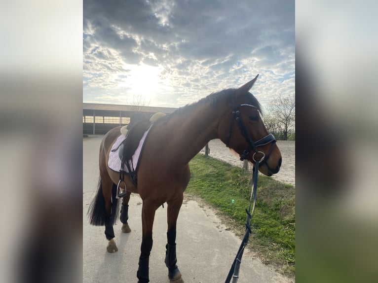 Oldenburg Mare 4 years 16 hh Brown in Bekm&#xFC;ndeItzehoe
