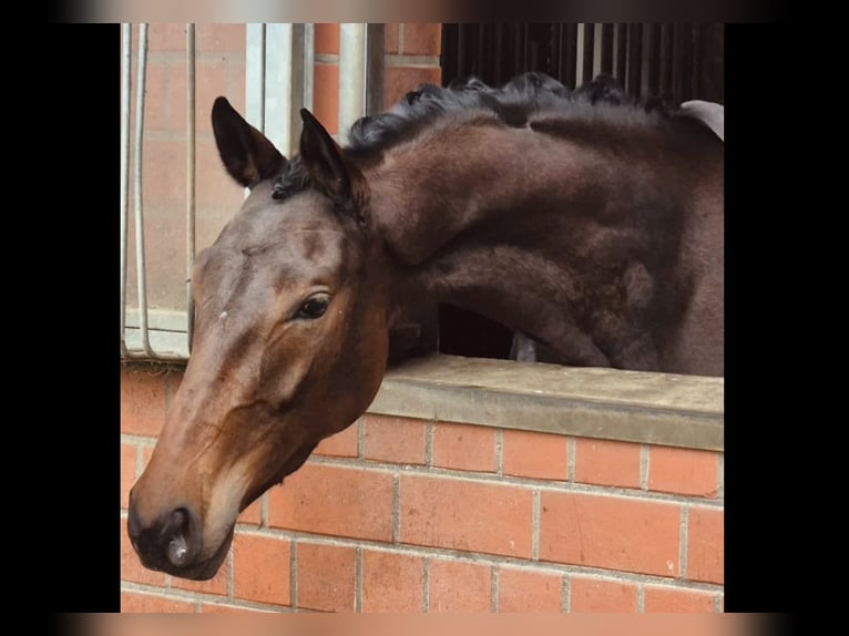 Oldenburg Mare 4 years 16 hh Brown in Schwarmstedt