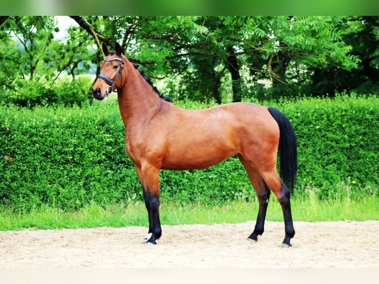 Oldenburg Mare 4 years 16 hh Brown in Ro&#xDF;dorf