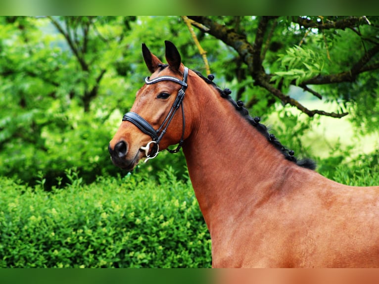 Oldenburg Mare 4 years 16 hh Brown in Ro&#xDF;dorf