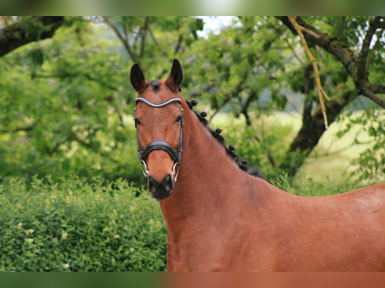 Oldenburg Mare 4 years 16 hh Brown in Ro&#xDF;dorf
