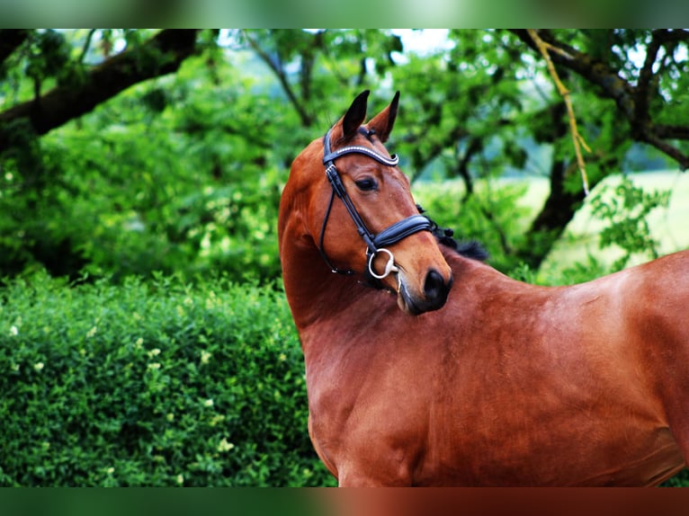 Oldenburg Mare 4 years 16 hh Brown in Ro&#xDF;dorf