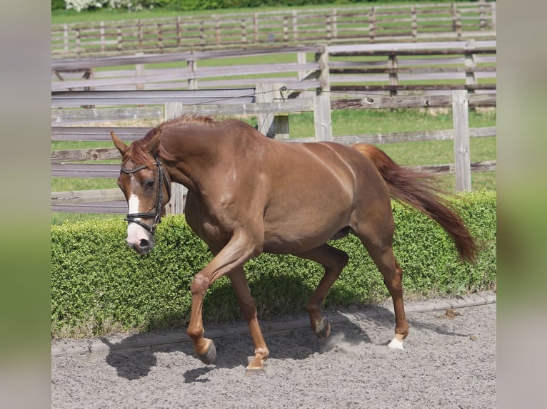 Oldenburg Mare 4 years 16 hh Chestnut in yorkshire