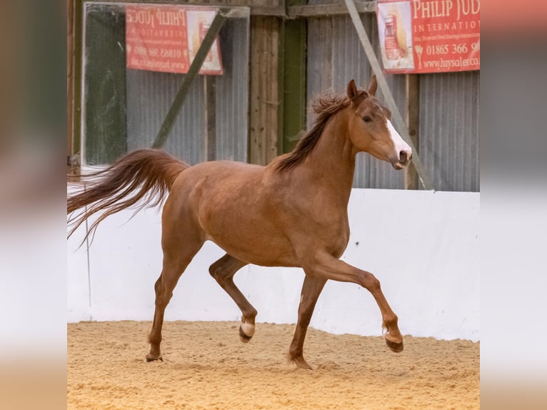 Oldenburg Mare 4 years 16 hh Chestnut in yorkshire