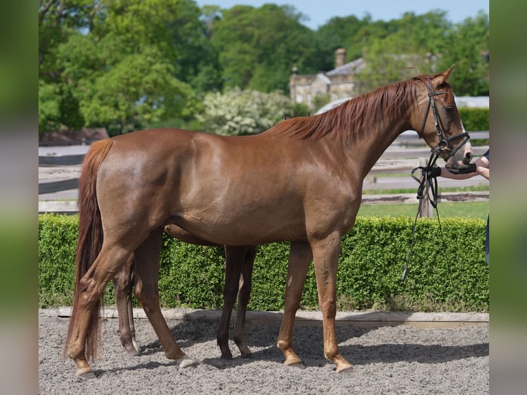Oldenburg Mare 4 years 16 hh Chestnut in yorkshire