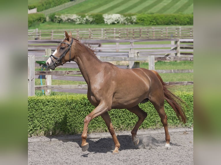 Oldenburg Mare 4 years 16 hh Chestnut in yorkshire
