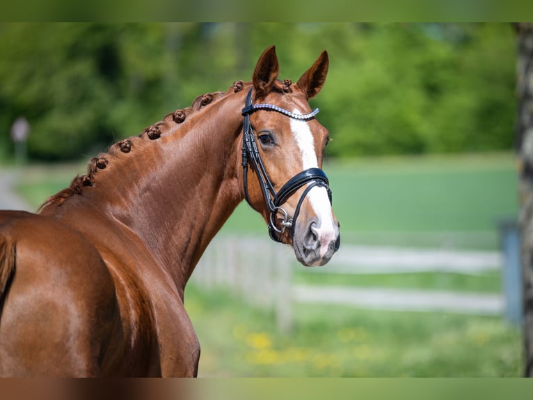 Oldenburg Mare 4 years 16 hh Chestnut in Bramsche