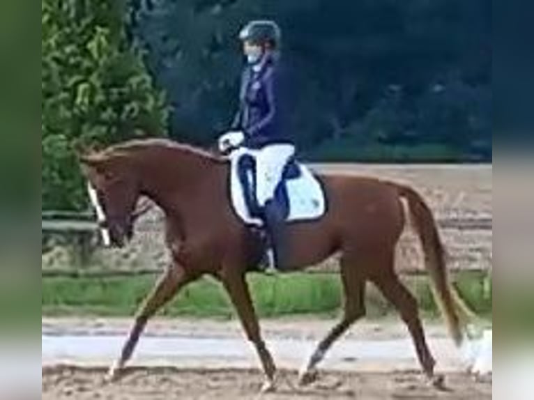 Oldenburg Mare 4 years 16 hh Chestnut in Wandlitz