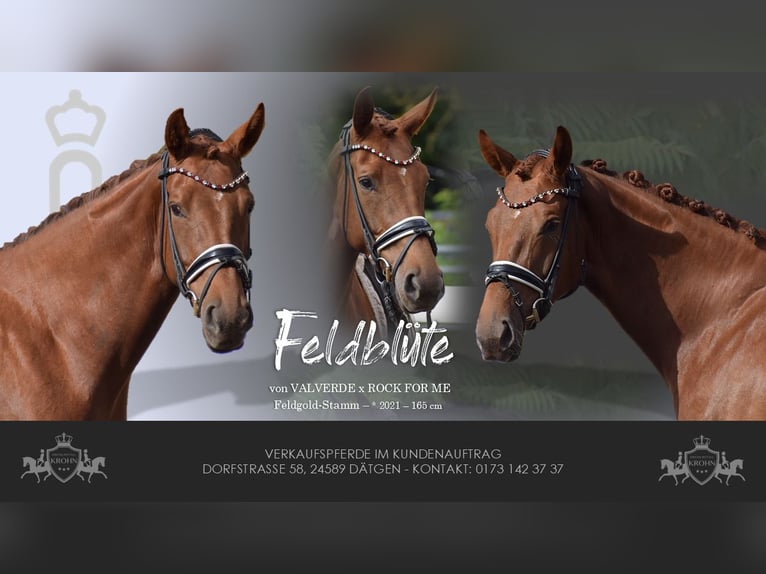 Oldenburg Mare 4 years 16 hh Chestnut in Sch&#xFC;lp bei Nortorf