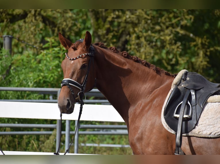 Oldenburg Mare 4 years 16 hh Chestnut in Sch&#xFC;lp bei Nortorf