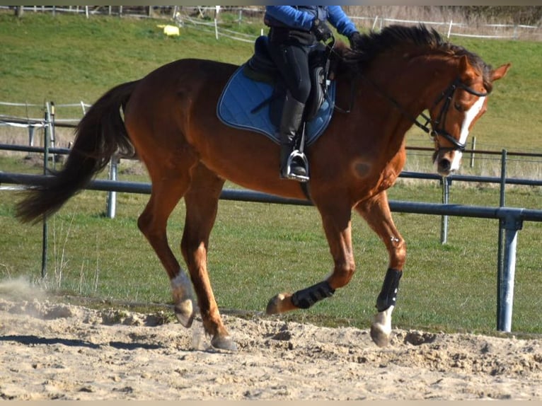 Oldenburg Mare 4 years 16 hh Chestnut in Petershagen