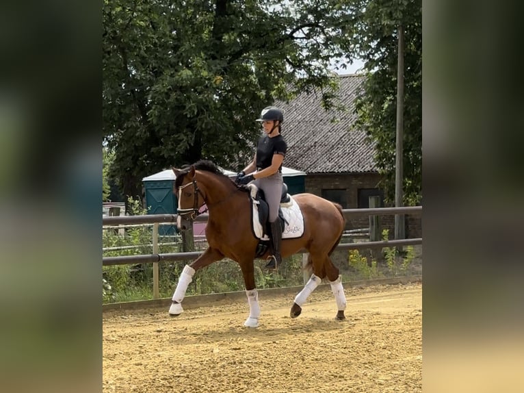 Oldenburg Mare 4 years 16 hh Chestnut in Sch&#xF6;neiche bei Berlin